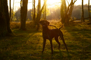 Illustration for article titled Shooting Challenge Pets Gallery 6